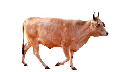 Cows Standing on a white backgroundの写真素材
