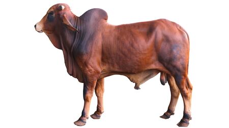 Chalore Cattle Breed Female Cow is set on a white background.