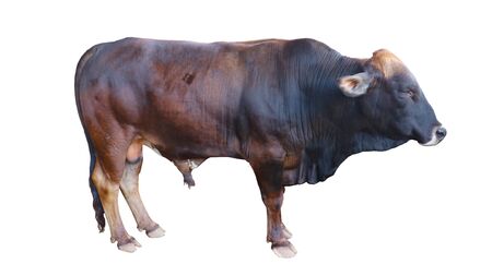 Chalore Cattle Breed Female Cow is set on a white background.の写真素材