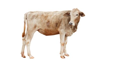Cows Standing on a white backgroundの写真素材