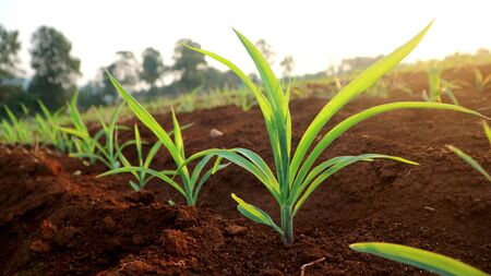 3 weeks old corn seedlingsの写真素材
