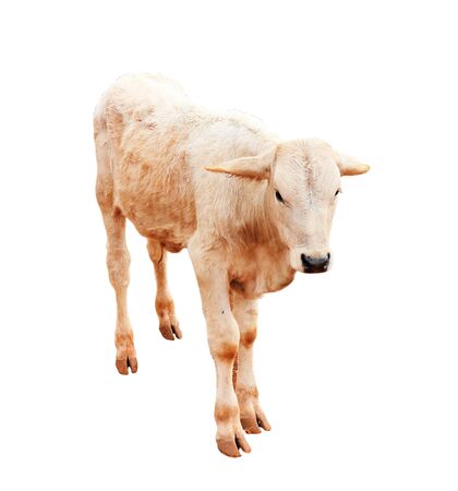 Cows Standing on a white backgroundの写真素材
