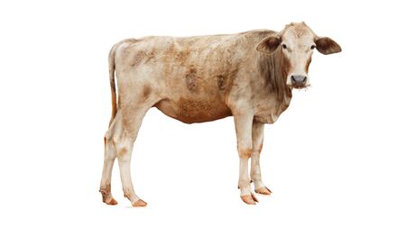 Cows Standing on a white backgroundの写真素材