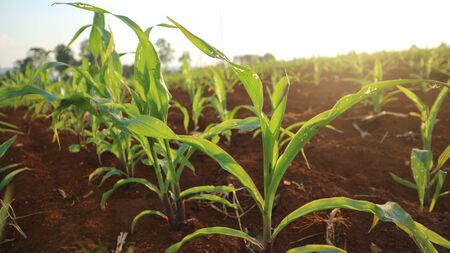 Corn seedlings, 5 weeks oldの写真素材