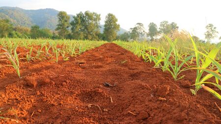 Corn seedlings, 5 weeks oldの写真素材