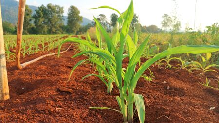 Corn seedlings, 5 weeks oldの写真素材