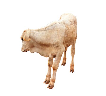 Cows Standing on a white backgroundの写真素材
