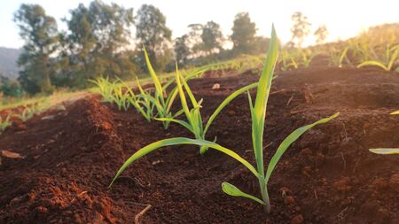 Corn seedlings with sunlight Thailandの写真素材