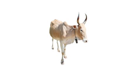 Cows Standing on a white backgroundの写真素材