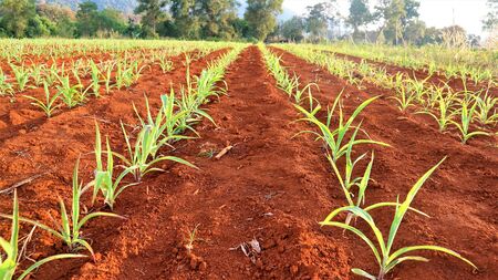 Corn seedlings, 5 weeks oldの写真素材