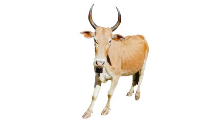Cows Standing on a white backgroundの写真素材