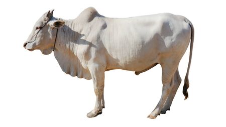 Cows Standing on a white backgroundの写真素材