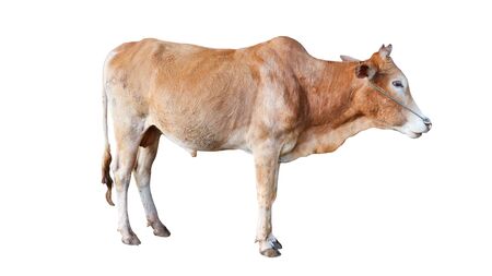 Cows Standing on a white backgroundの写真素材