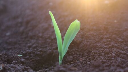 Corn seedlings with sunlight Thailandの写真素材