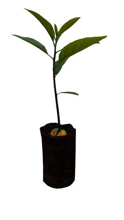 Avocado soft tree in a separate pot on a white background.の写真素材