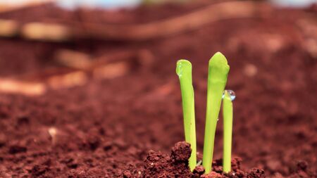 Corn seedlings with sunlight Thailandの写真素材