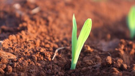 Corn seedlings with sunlight Thailandの写真素材