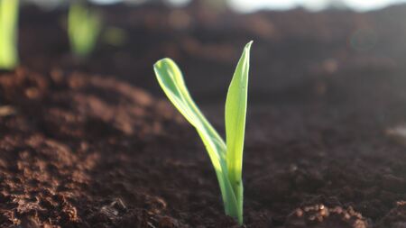 Corn seedlings with sunlight Thailandの写真素材