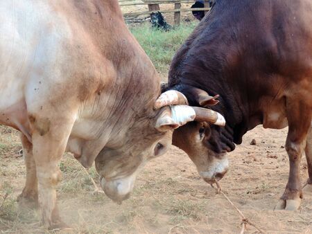The battle of cattle collided popular sport of local Asianの写真素材