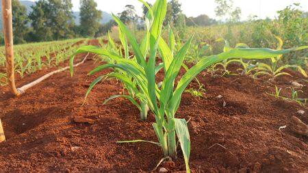 Corn seedlings, 5 weeks oldの写真素材
