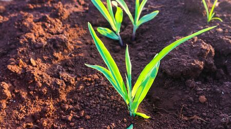 Corn seedlings with sunlight Thailandの写真素材