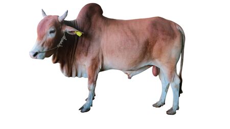 White cows isolated on white background.の写真素材