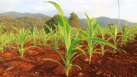 Corn seedlings, 5 weeks oldの写真素材