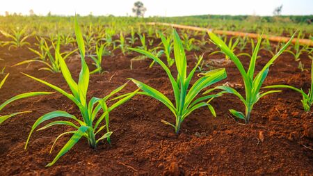Corn seedlings, 5 weeks old Corn pestsの写真素材