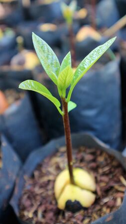 Avocado seedlings growing in the morning sunshineの写真素材