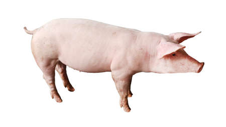 4-month-old white pig standing on a white backgroundの写真素材