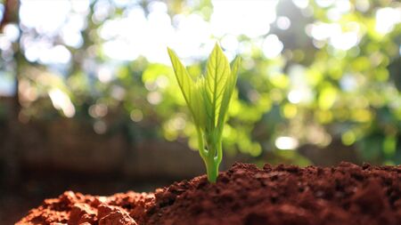 Avocado seedlings growing in the morning sunshineの写真素材