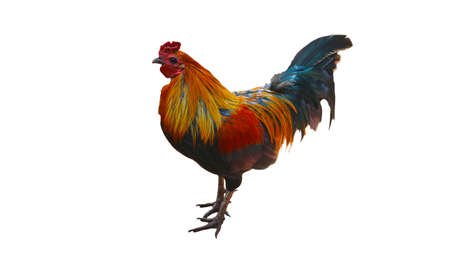 Rooster isolated on a white backgroundの写真素材