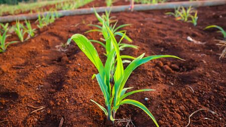 Corn seedlings, 5 weeks old Corn pestsの写真素材