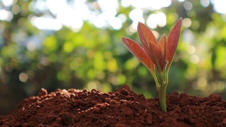 Avocado seedlings growing in the morning sunshineの写真素材