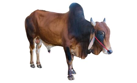 Cows Standing on a white backgroundの写真素材