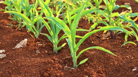 Corn seedlings, 5 weeks oldの写真素材