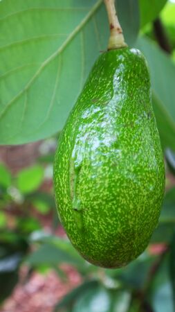 Avocado balls in the stem, green leavesの写真素材