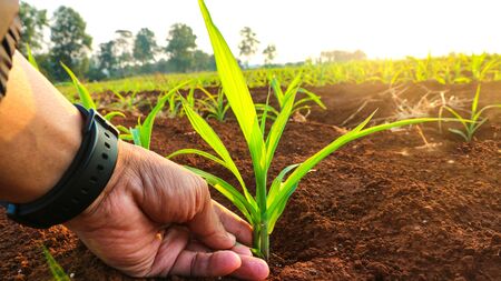 Corn seedlings, 5 weeks old Corn pestsの写真素材