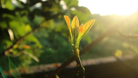 Avocado seedlings growing in the morning sunshineの写真素材