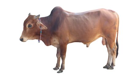 Cows Standing on a white backgroundの写真素材