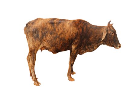 Cows Standing on a white backgroundの写真素材