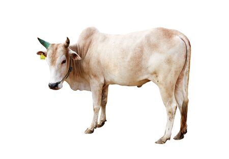 ox bull looking straight ahead isolated on whiteの写真素材