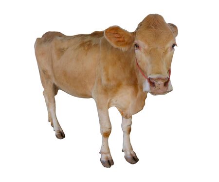 Cows Standing on a white backgroundの写真素材