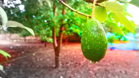 Avocado balls in the stem, green leavesの写真素材