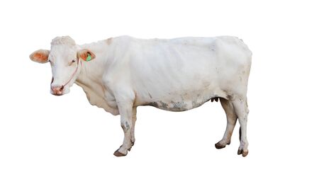 ox bull looking straight ahead isolated on whiteの写真素材