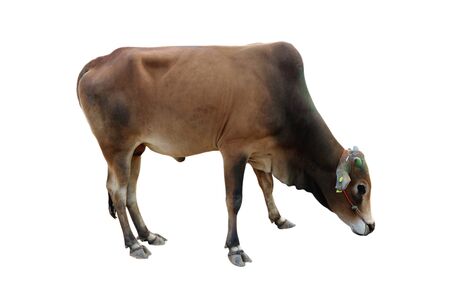 ox bull looking straight ahead isolated on whiteの写真素材