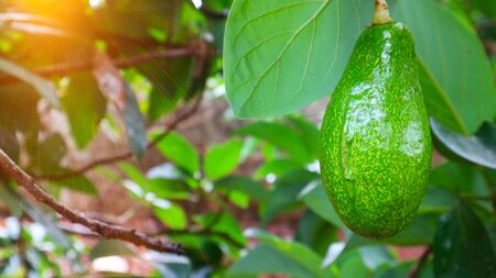 Avocado balls in the stem, green leavesの写真素材