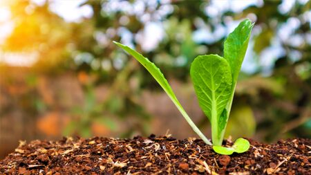5 weeks old turnip seedlingsの写真素材