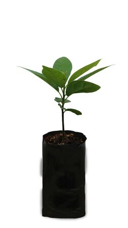 Avocado soft tree in a separate pot on a white background.の写真素材