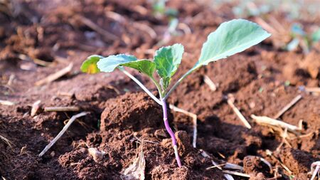 5 weeks old turnip seedlings